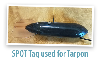 Spot tag used for Tarpon